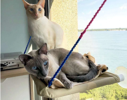 Cat Bed/Window hammock